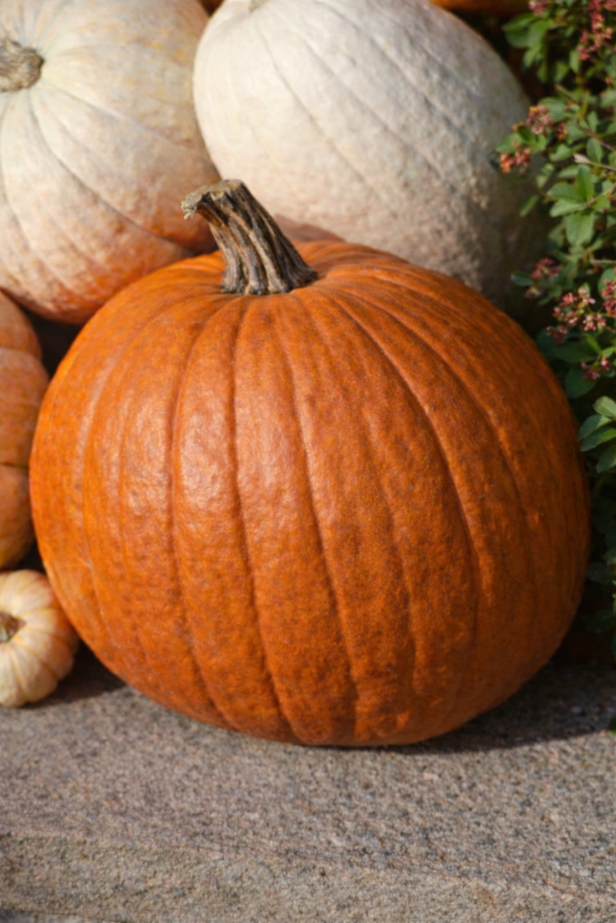 Jack O' Lantern Pumpkins