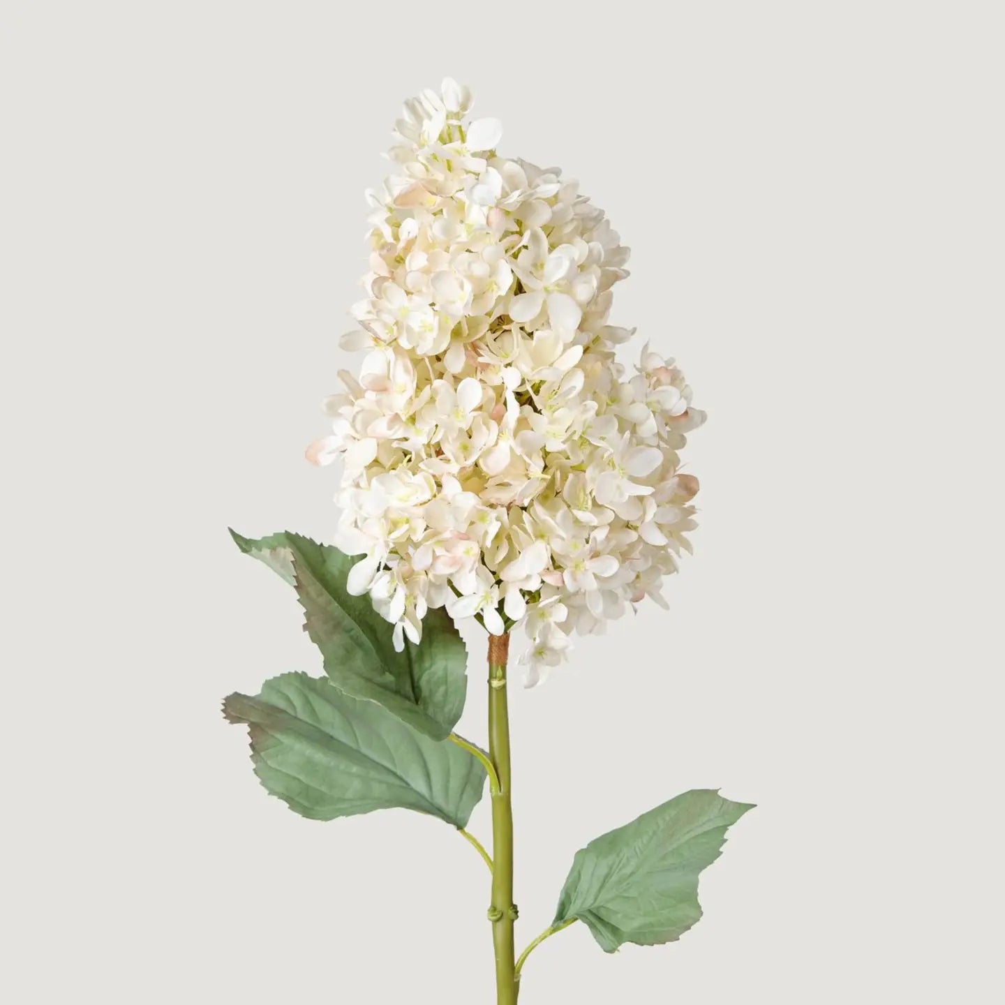 Dried Cone Hydrangea in Parchment - 35"
