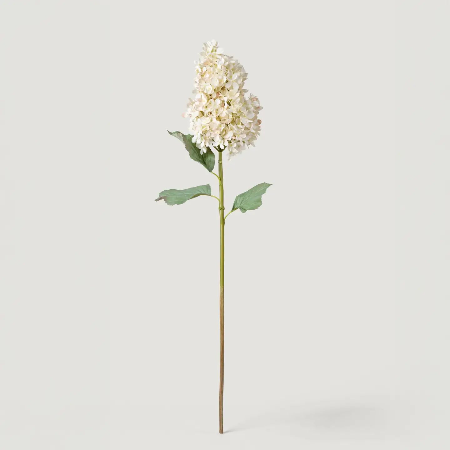 Dried Cone Hydrangea in Parchment - 35"
