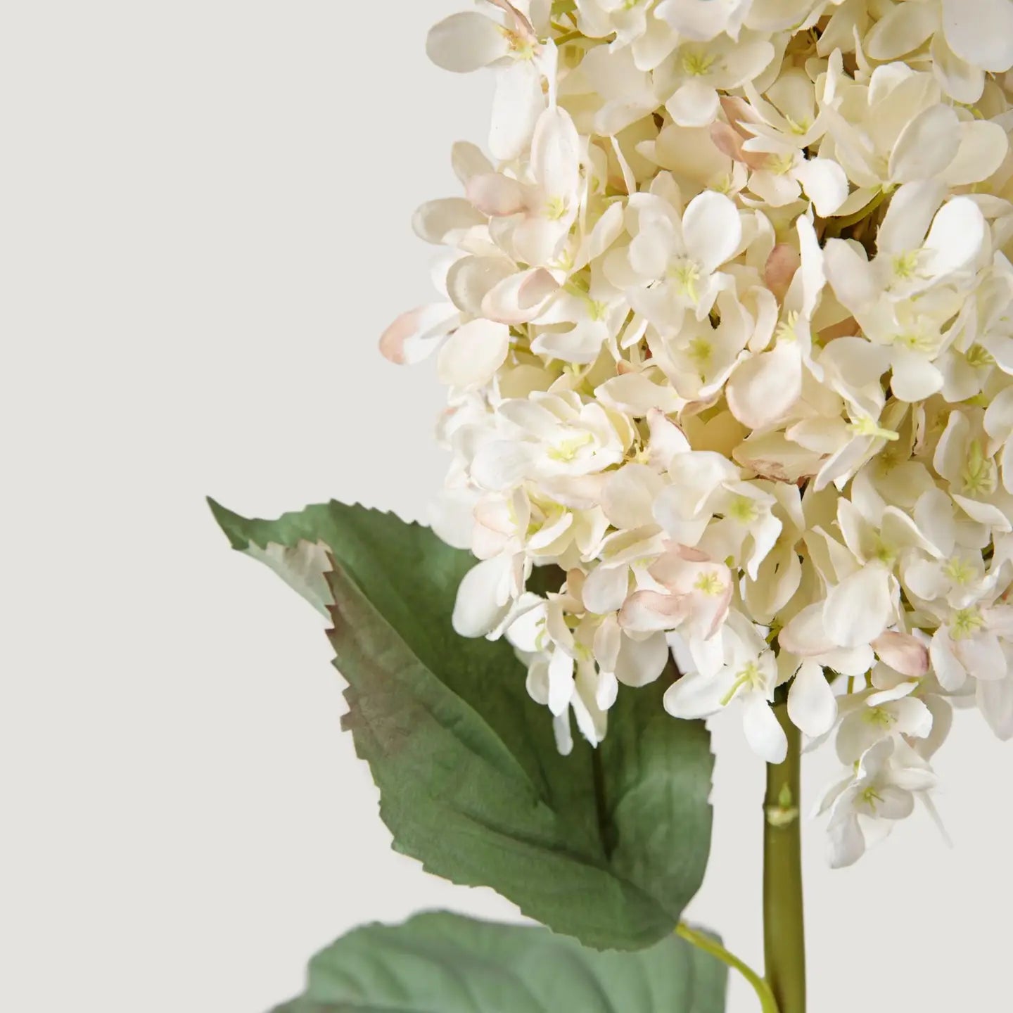 Dried Cone Hydrangea in Parchment - 35"
