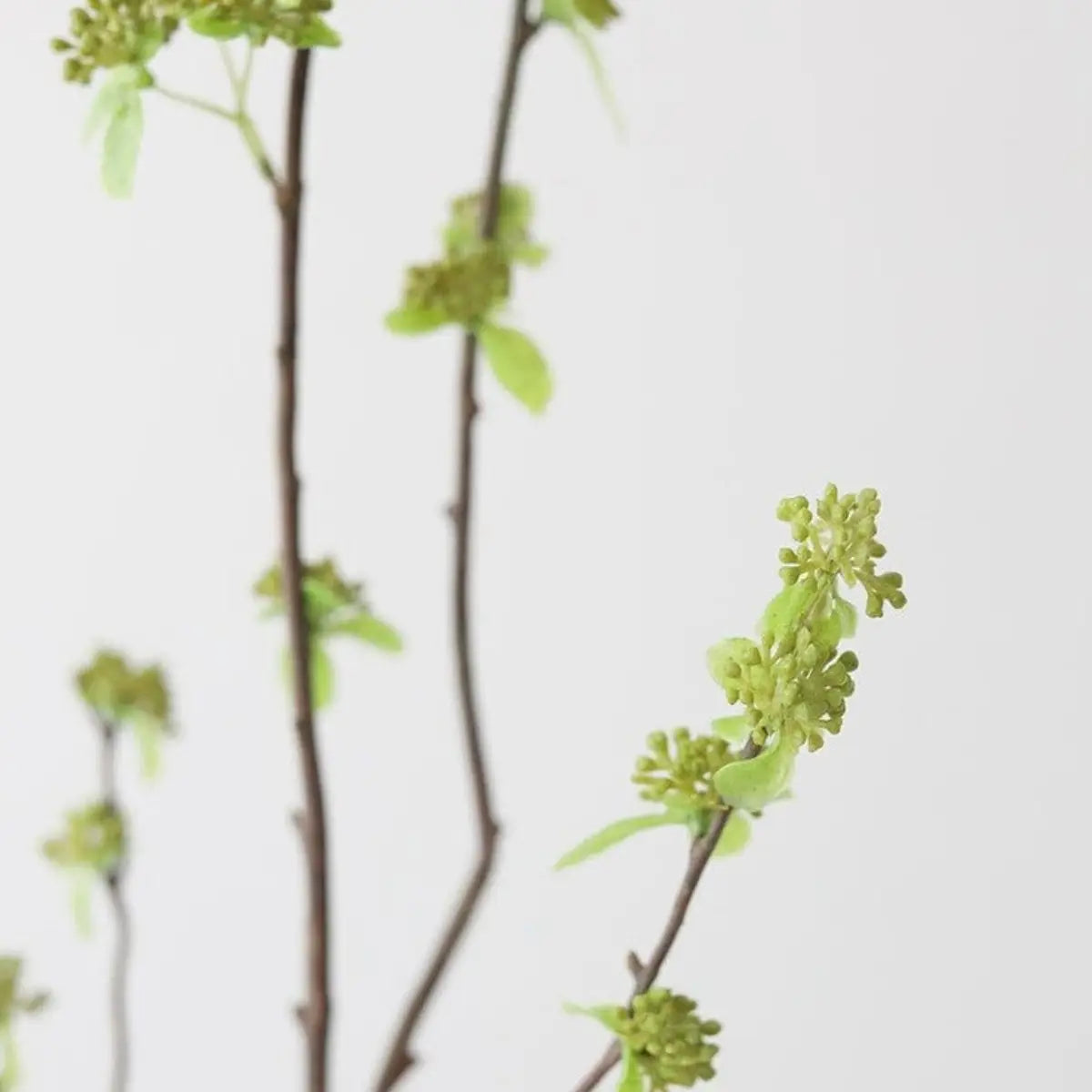 Branch with Green Buds - 40"